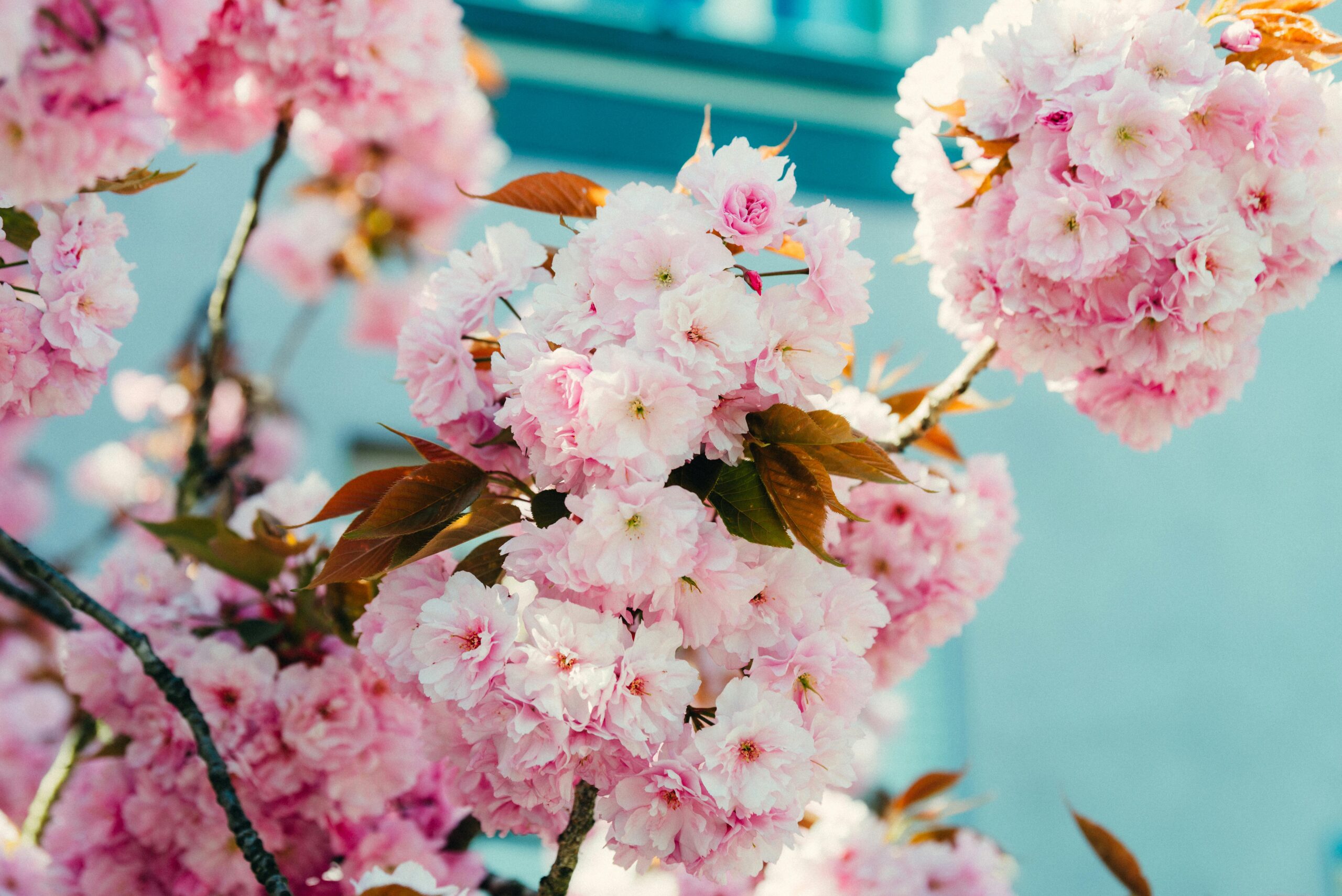 센터 소개 pexels ramonkaphotography 31612728